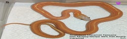 Corn Snake reptiles for sale: 2025 Scaleless cornsnakes  - Advert 3