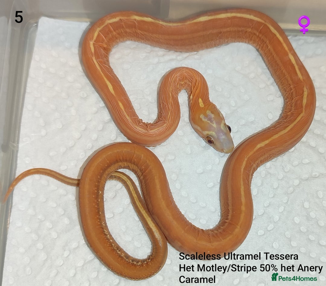 Corn Snake reptiles for sale: 2025 Scaleless cornsnakes  - Advert 3