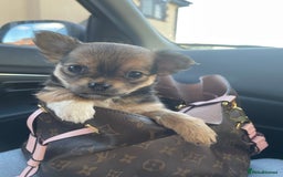 Chihuahua dogs for sale: girl chihuahua pup - Advert 5