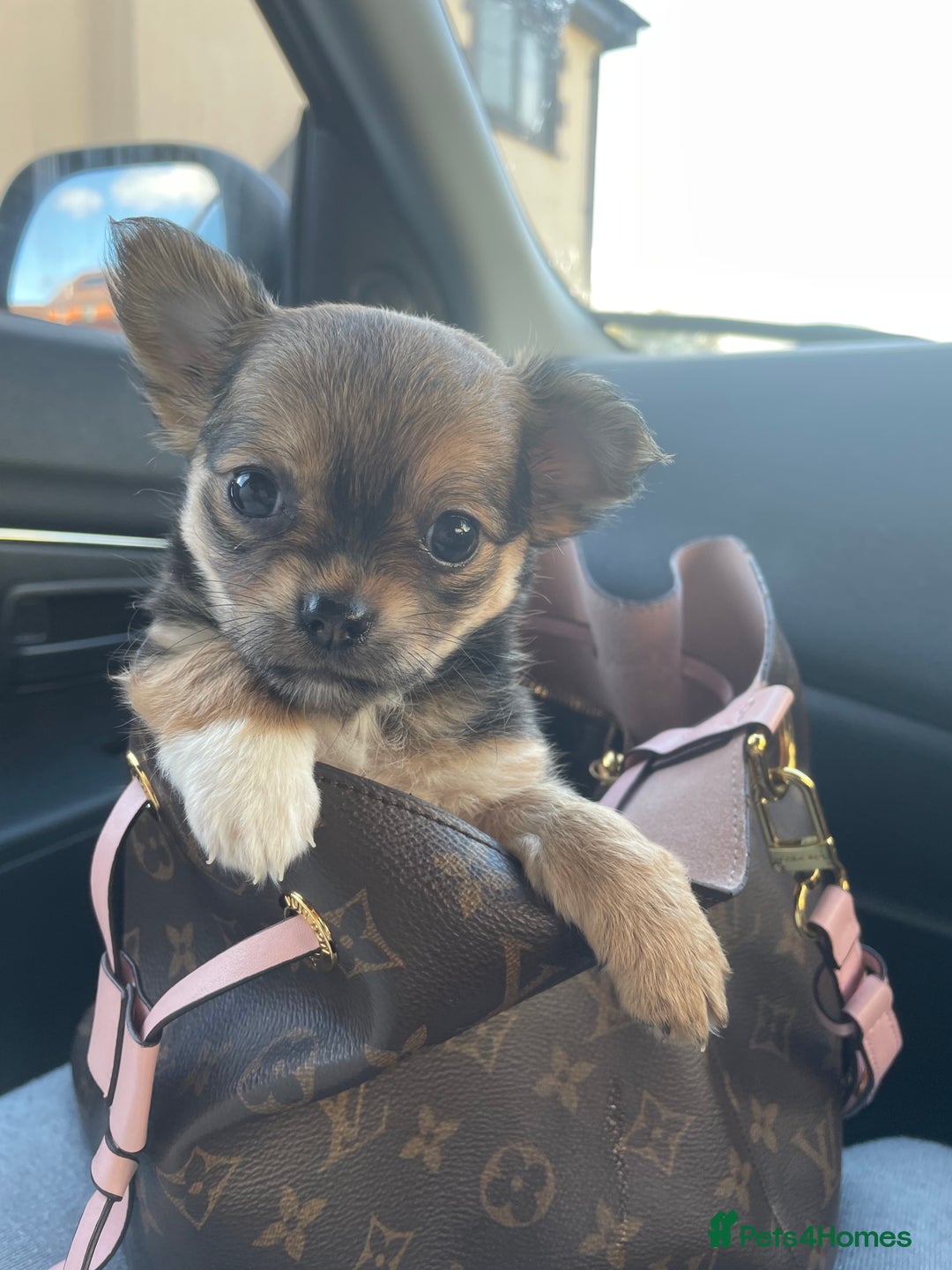 Chihuahua dogs for sale: girl chihuahua pup - Advert 5