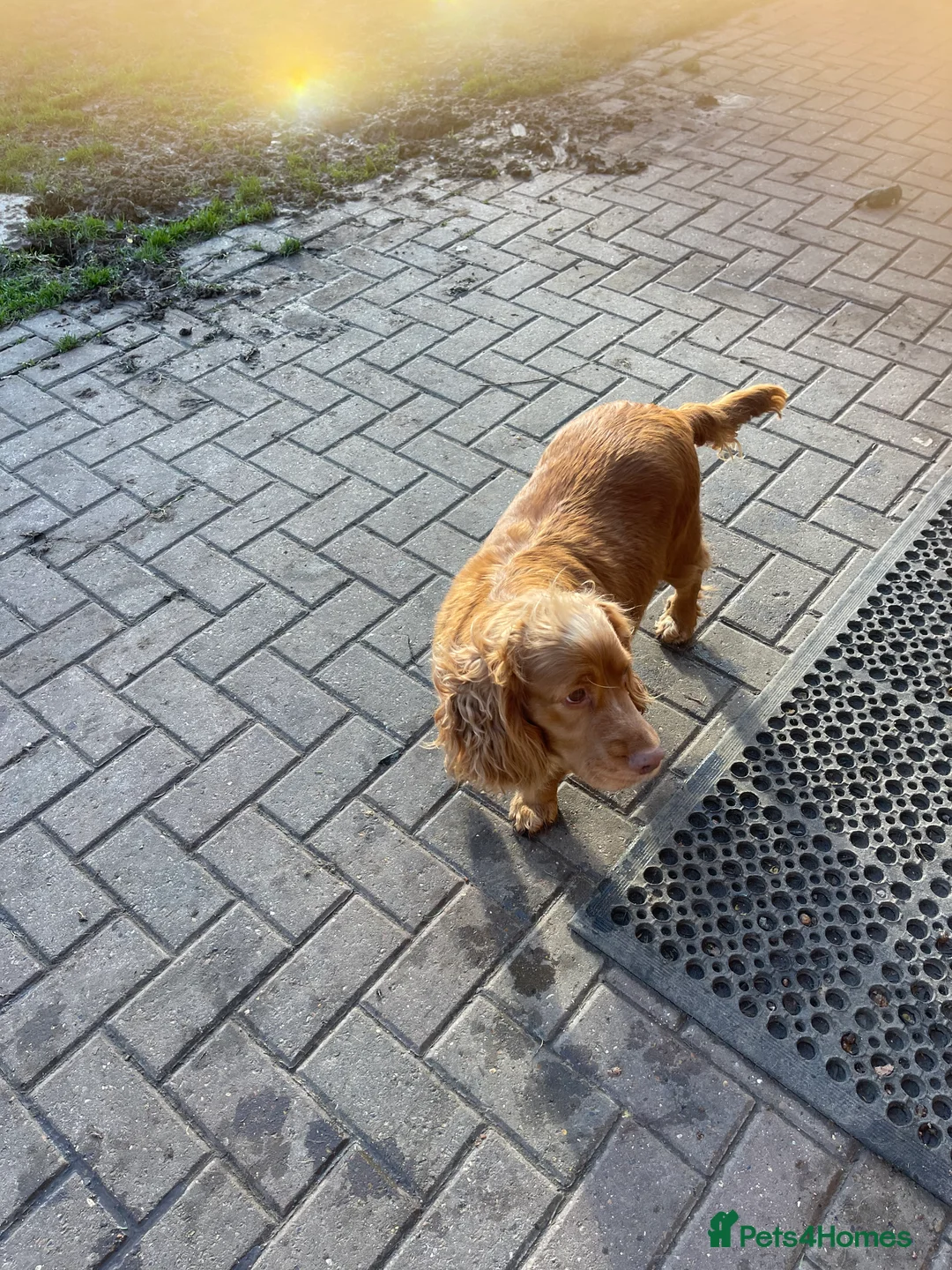 Cocker Spaniel dogs for sale: Girl Cocker spaniel  - Advert 2