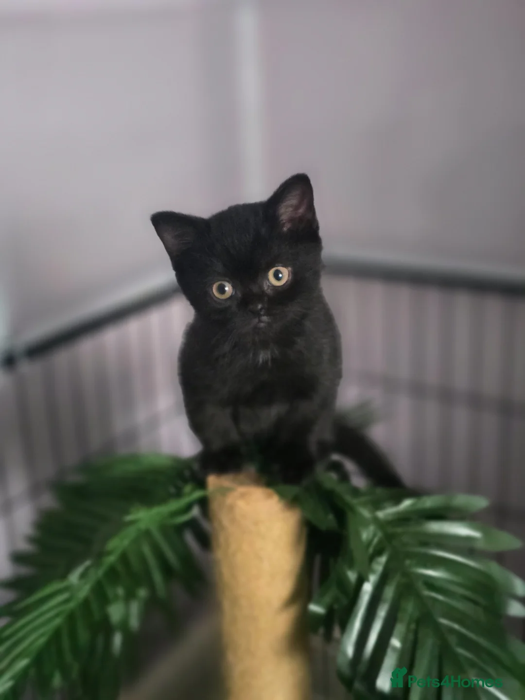 British Shorthair cats for sale: Beautiful kittens looking forever home 🏡 😍  - Advert 1