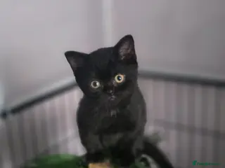British Shorthair cats Beautiful kittens looking forever home 🏡 😍 - Advert 9