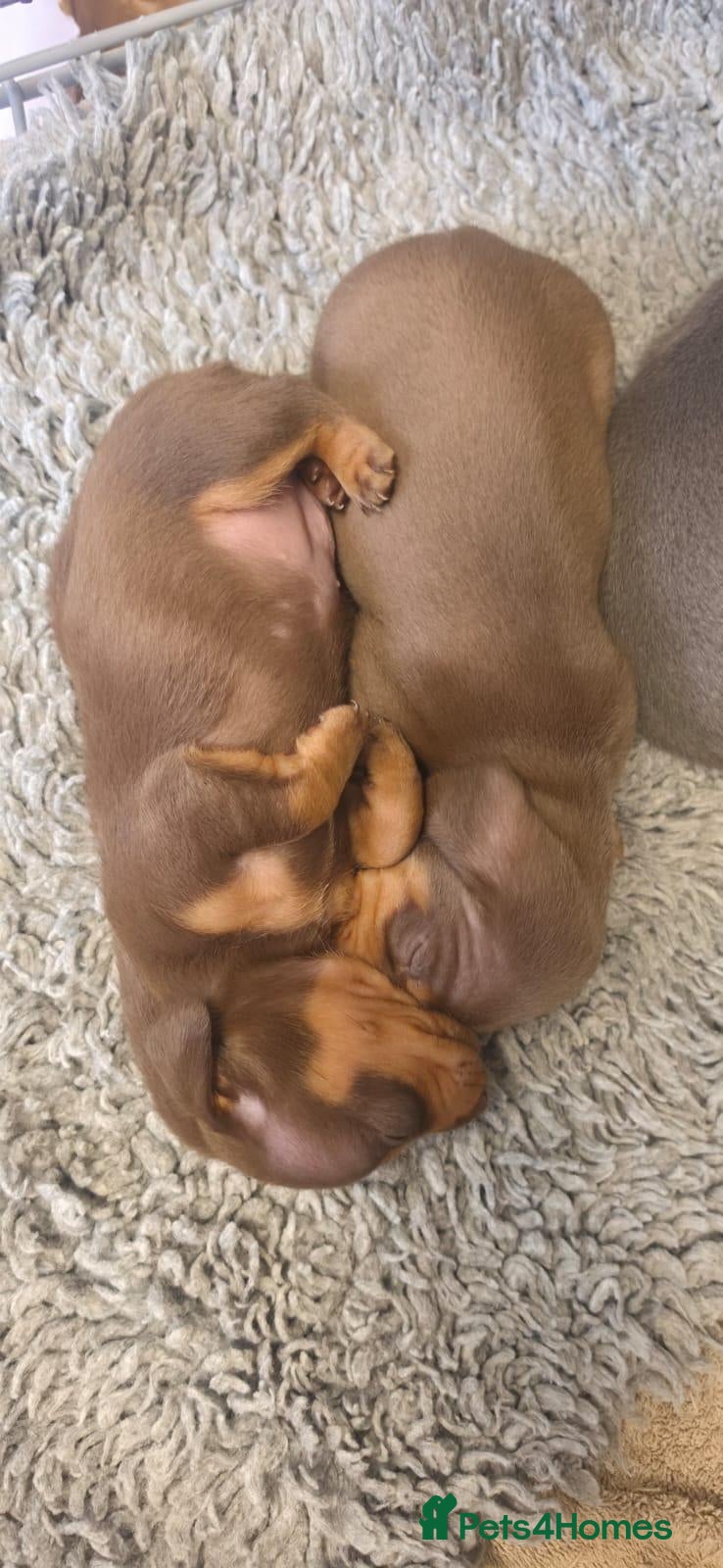 Miniature Dachshund dogs Adorable KC registered miniature dachshund puppies - Advert 2