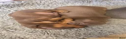 Miniature Dachshund dogs for sale: Adorable KC registered miniature dachshund puppies in Leeds - Advert 2