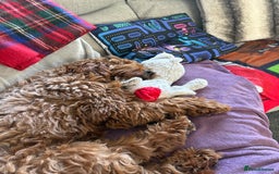 Cockapoo dogs for sale: Loving 1 year old boy (buddy) - Image 4
