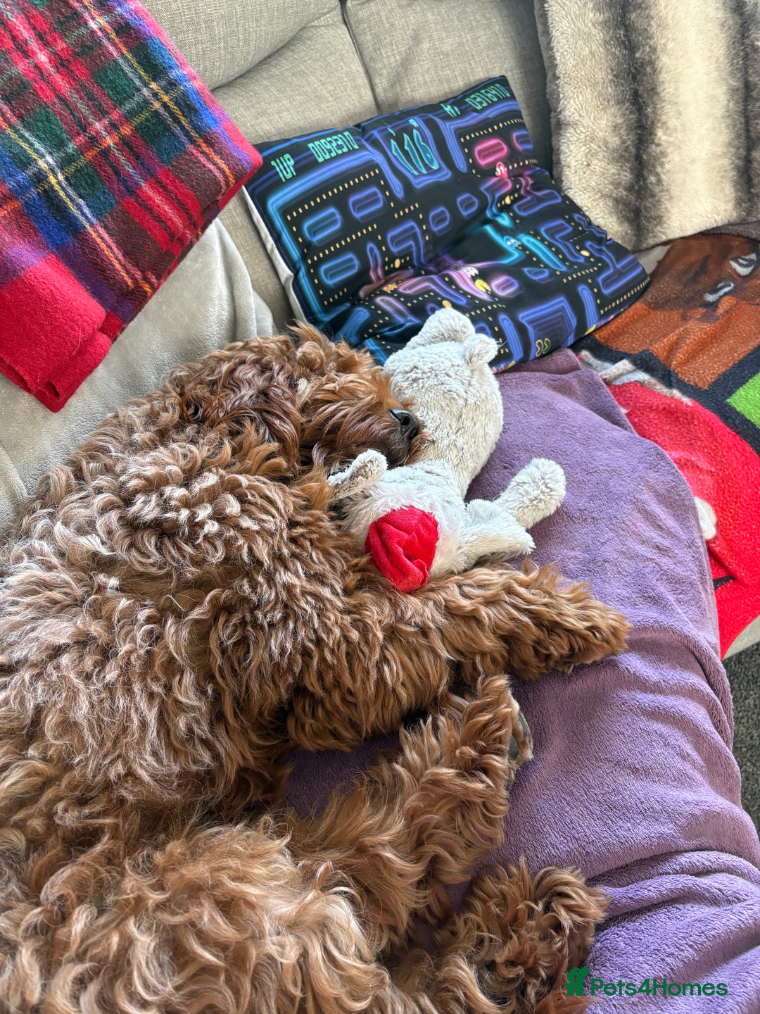 Cockapoo dogs for sale: Loving 1 year old boy (buddy) - Image 4