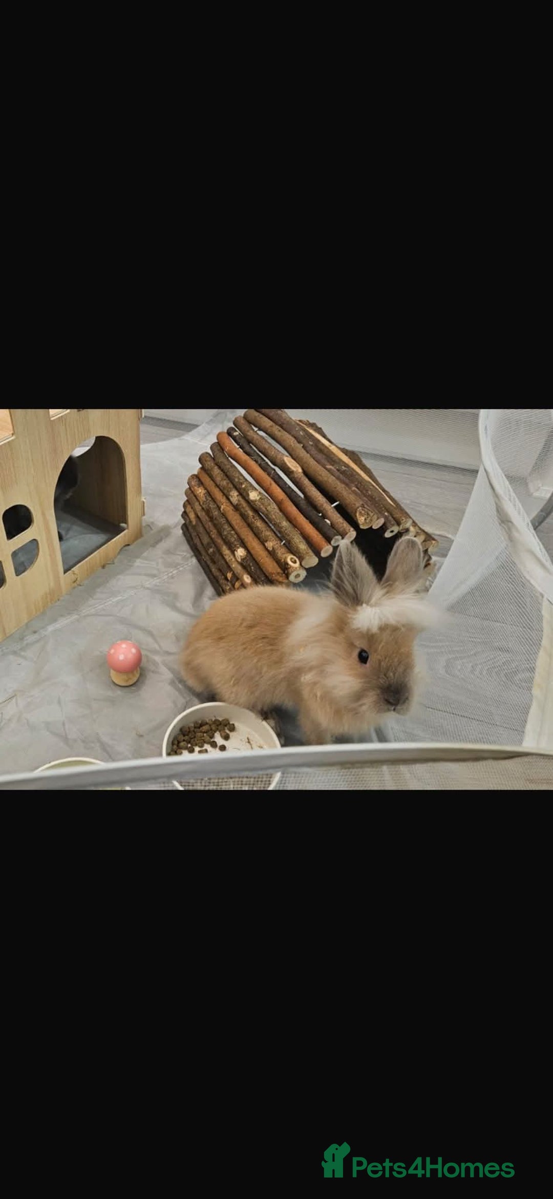 Lionhead rabbits for sale: Lionhead bunnies x2 male - Advert 10