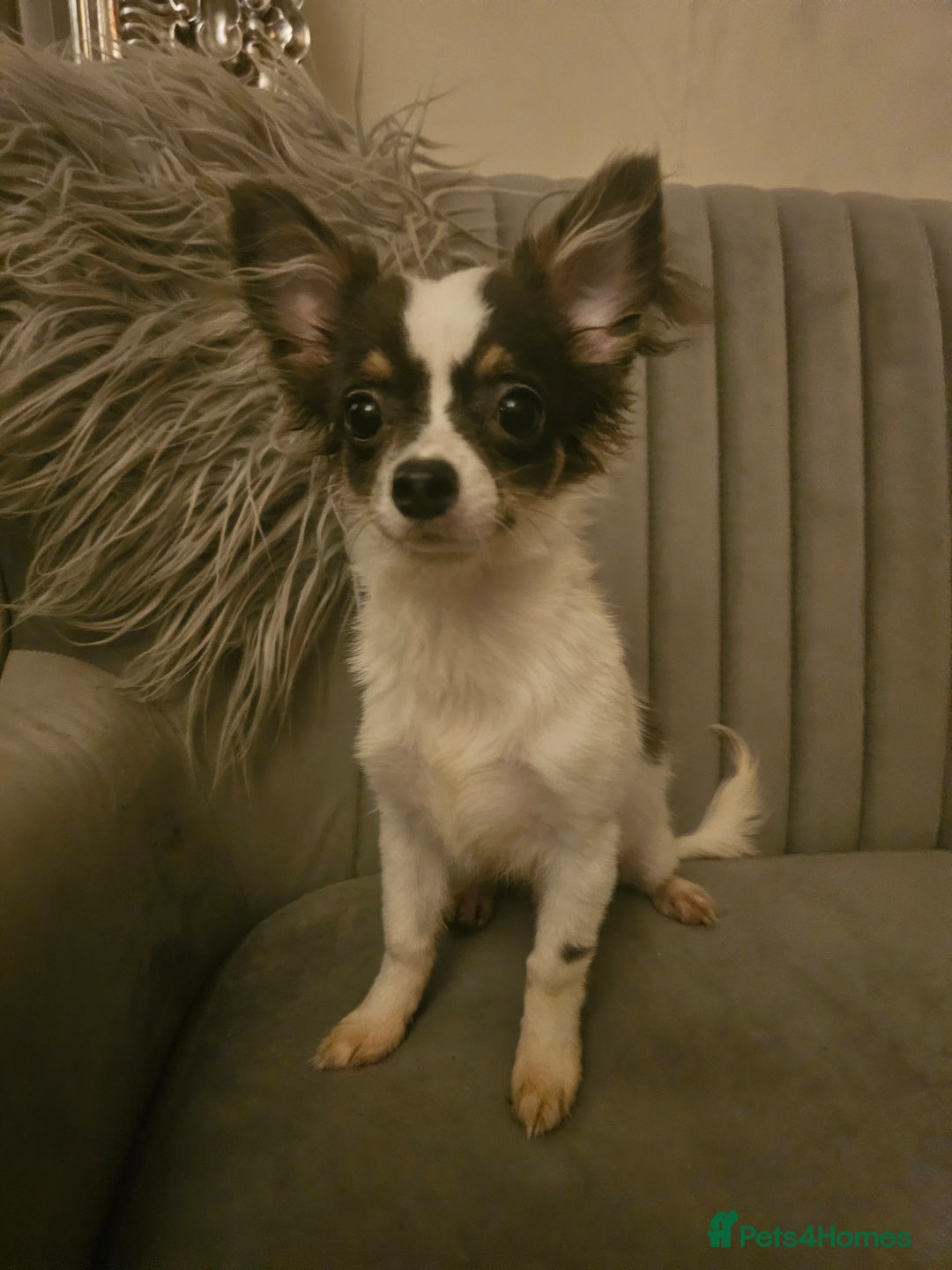 Chihuahua dogs for sale: Chihuahua Puppies–Stunning Colours–Ready for Homes - Image 2