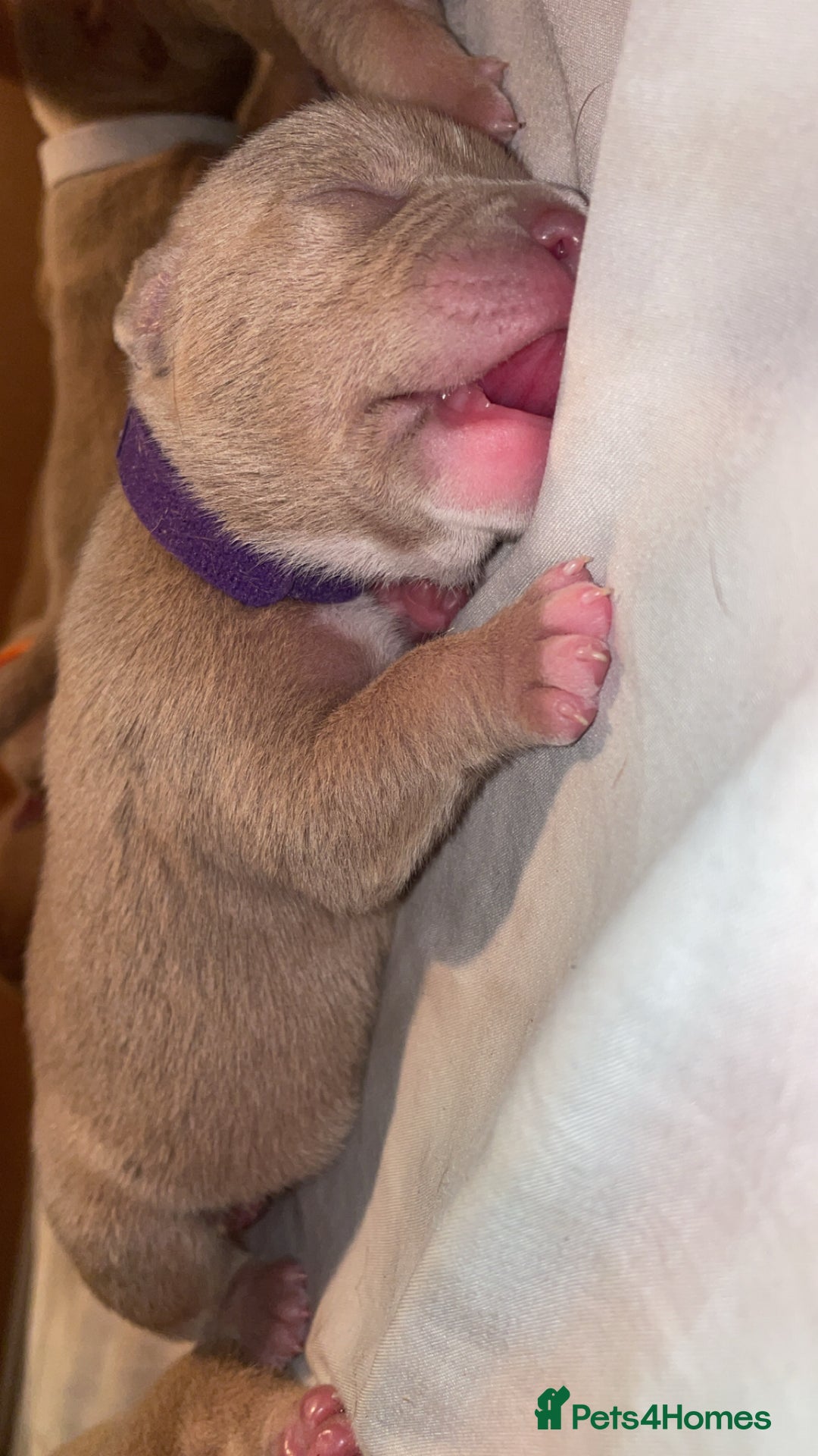 American Bully dogs for sale: Pocket bullies  - Image 5