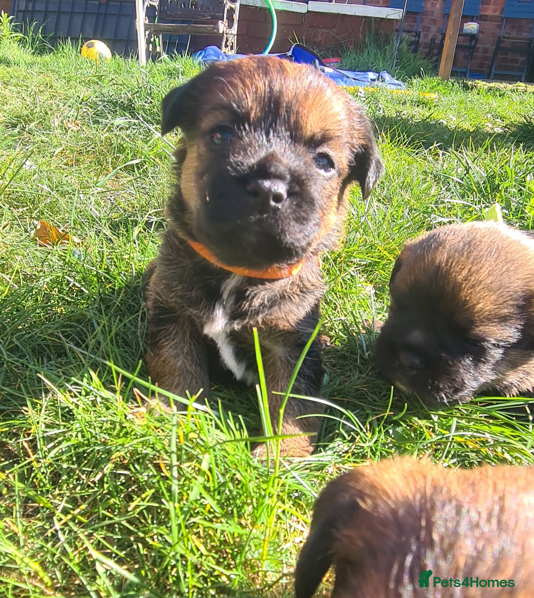 Border Terrier Puppy 4