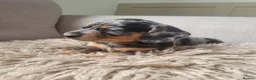 Dachshund dogs for sale: 3 beautiful dachshunds 🐶 in Doncaster - Advert 4