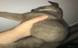 Mixed Breed dogs for sale: Cane corso x American akita cross(READY TO LEAVE) - Image 12