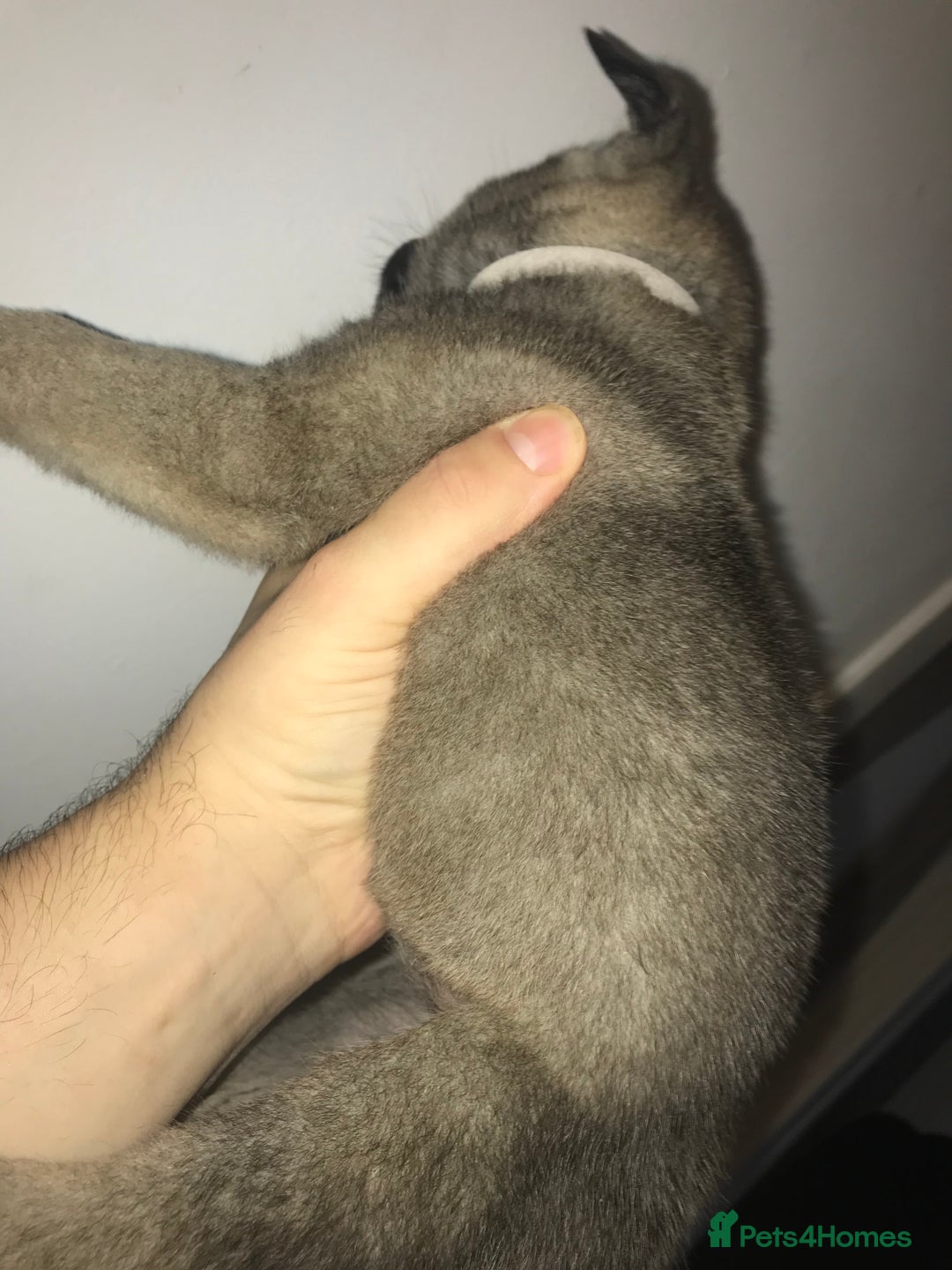 Mixed Breed dogs for sale: Cane corso x American akita cross(READY TO LEAVE) - Image 12