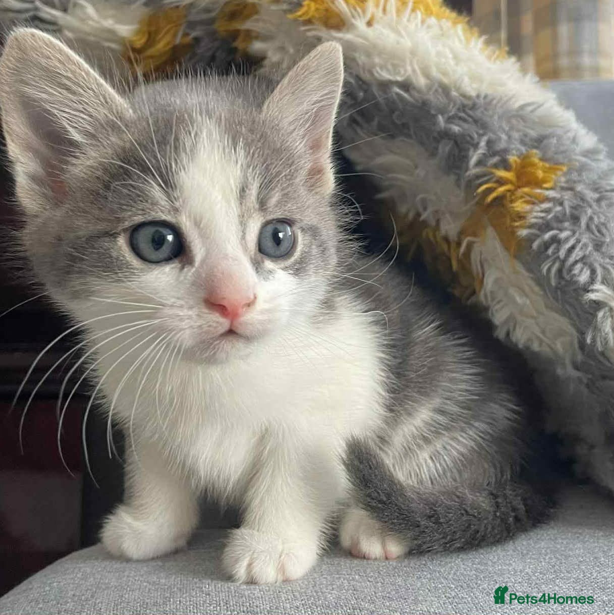 European cats Kittens ready to go - Advert 3