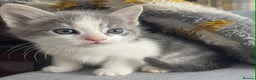 European cats for sale: Kittens ready to go - Advert 1