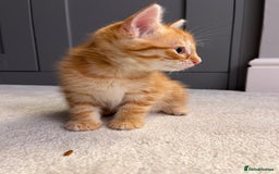 Mixed Breed cats for sale: Ginger Female Kitten - Ready to leave - Image 3