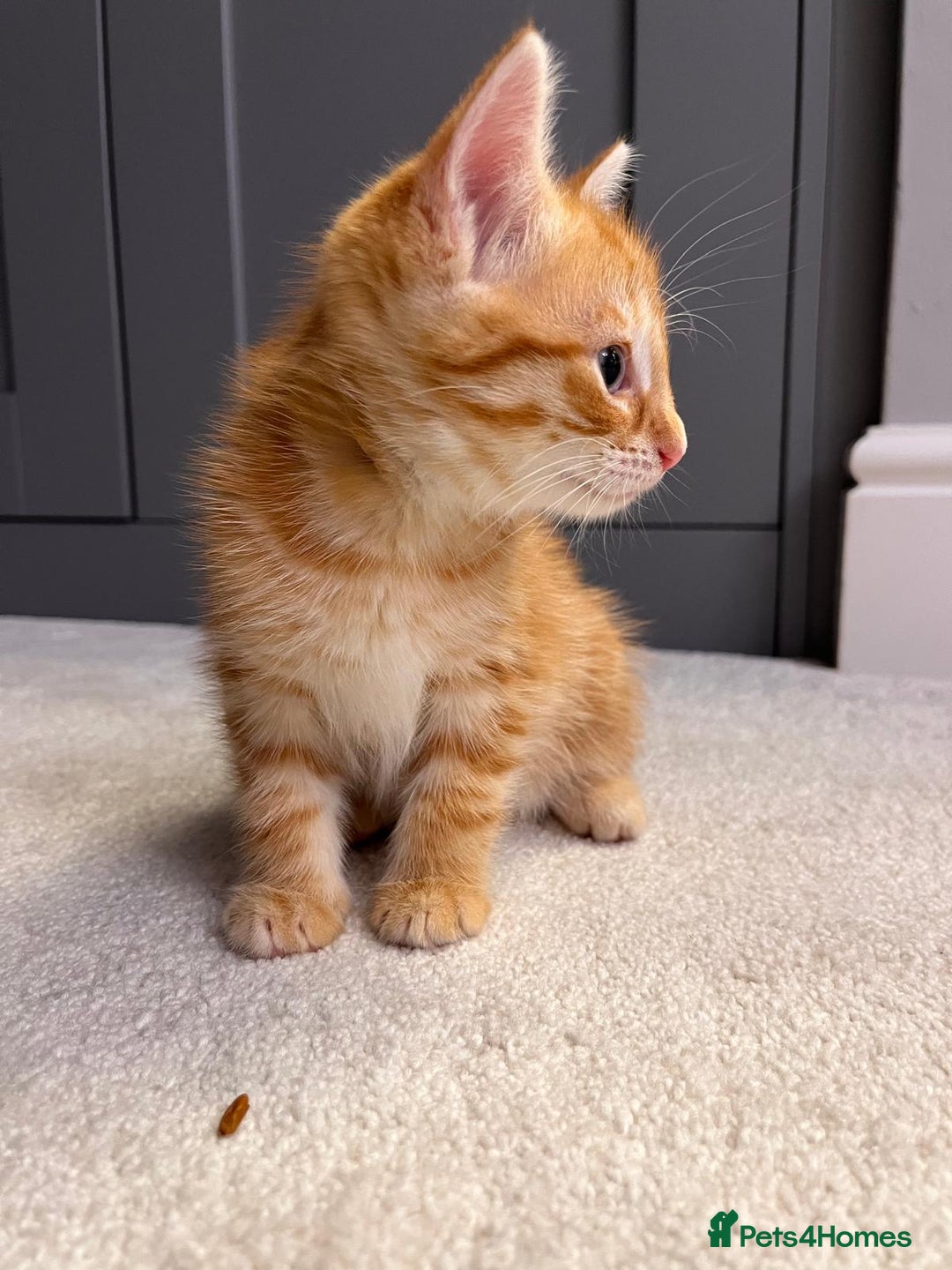 Mixed Breed cats for sale: Ginger Female Kitten - Ready to leave - Image 3