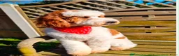 Australian Labradoodle dogs for sale: Ready now Multigen Australian Labradoodles  - Advert 3