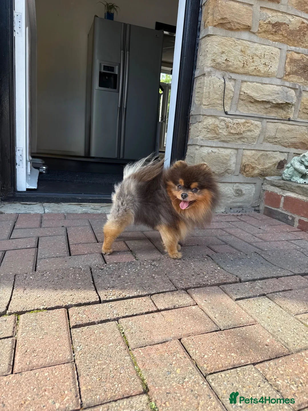Pomeranian dogs for stud: Exclusive show type blue and tan stud  - Advert 2