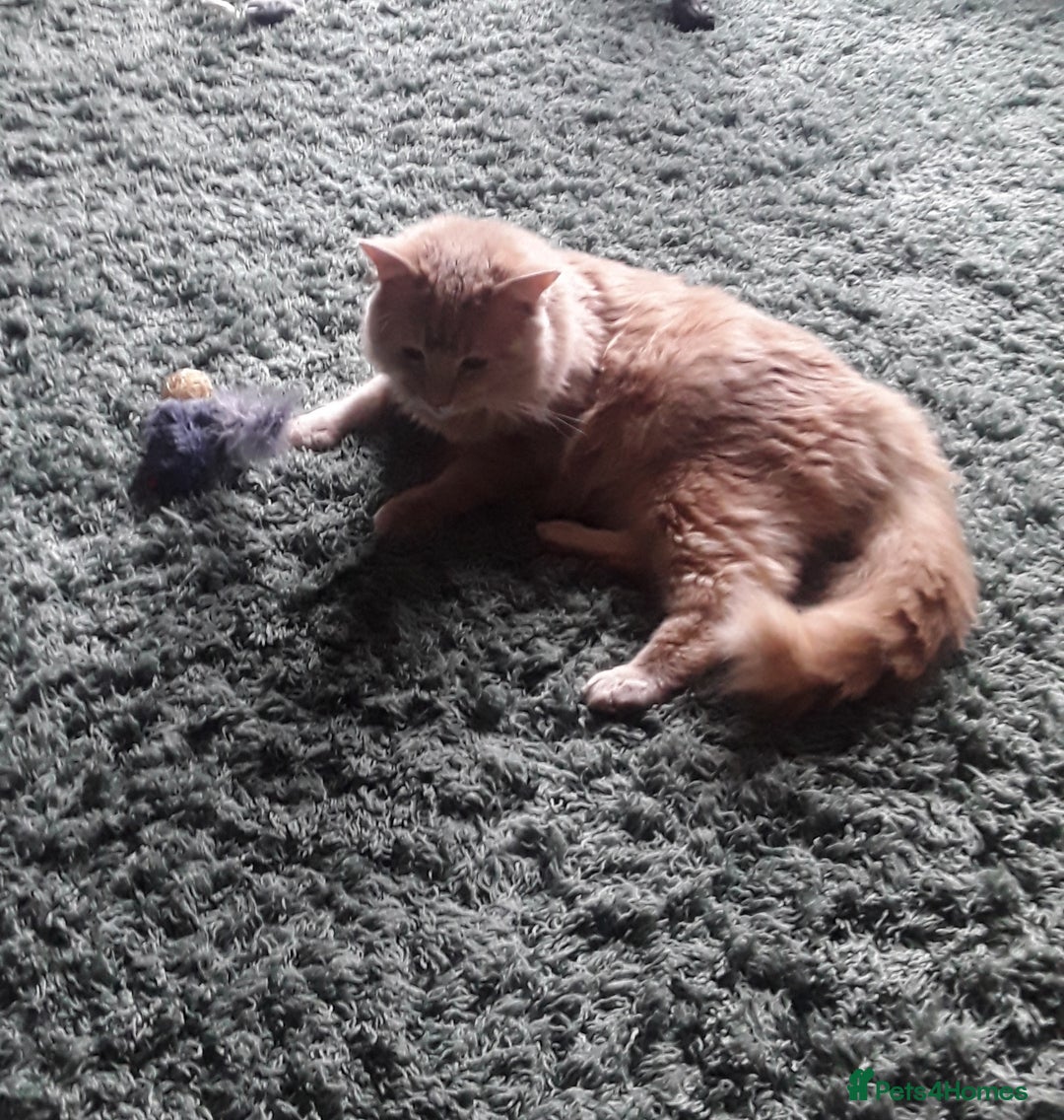 Maine Coon cats for sale: Very sad sale of Maine Coon & Siamese - Image 2