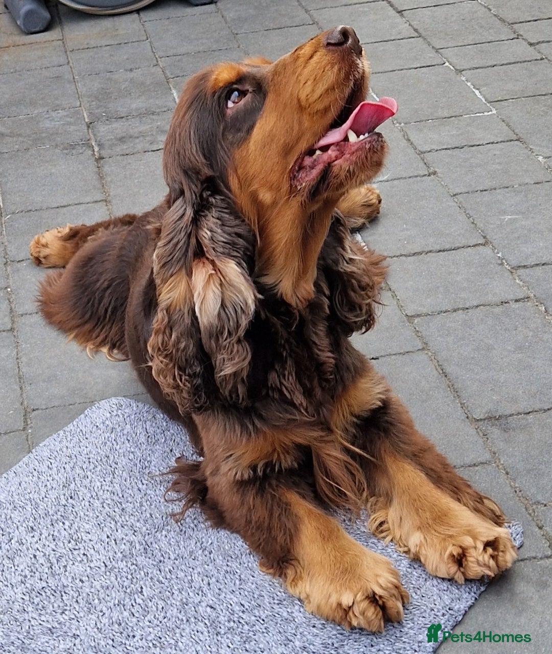 Cocker Spaniel dogs for sale: Stunning Quality Health Tested parents - Image 3