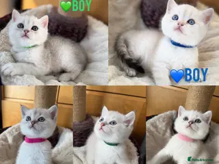 British Shorthair cats Beautiful BSH Silver shaded TICA kittens - Advert 5
