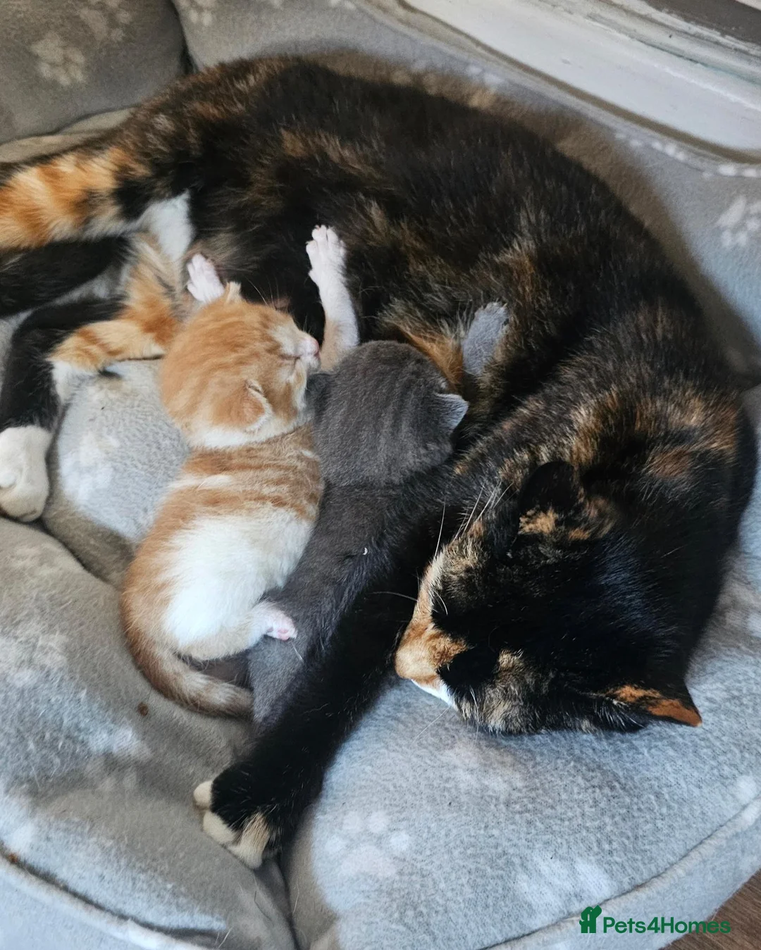 Mixed Breed cats for sale: Kittens for sale - Advert 2
