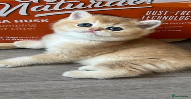 British Shorthair cats - Advert 7