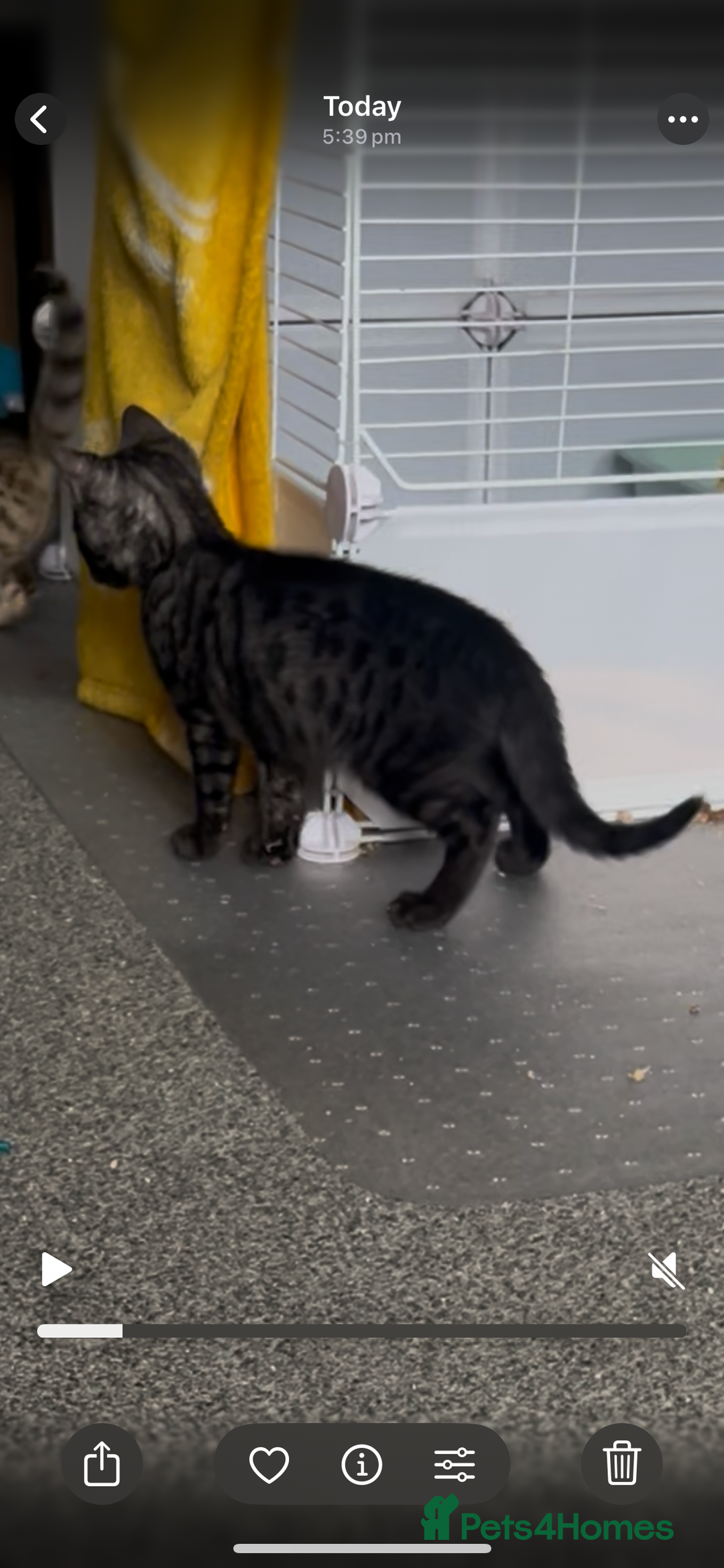 Bengal cats for sale: Three stunning Bengals reduced  - Image 16