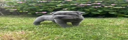 Shar Pei dogs for sale: Sharpei Puppies - Advert 11
