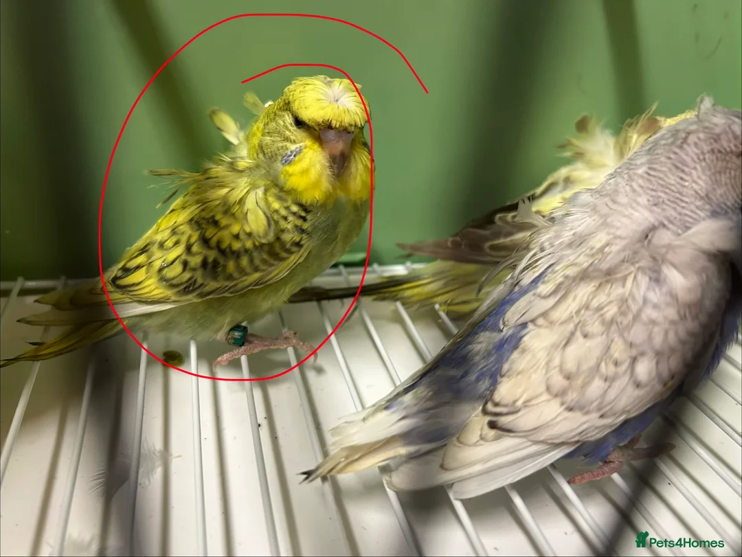 Budgerigars birds for sale: Helicopter/Hagoromo budgies for sale, good health - Advert 13