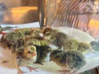 Quail poultry Unsexed Courtnix Quail chicks - Advert 13