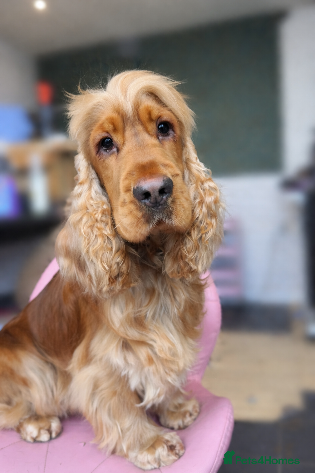 Cocker Spaniel dogs Gold Sable KC registered stud  - Advert 3