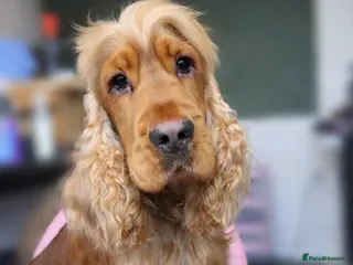 Cocker Spaniel dogs Gold Sable KC registered stud - Advert 3