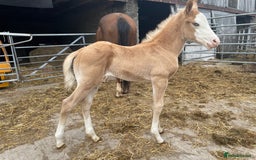 American Quarter horses for sale: GI Wimpys lil Crome  - Image 1