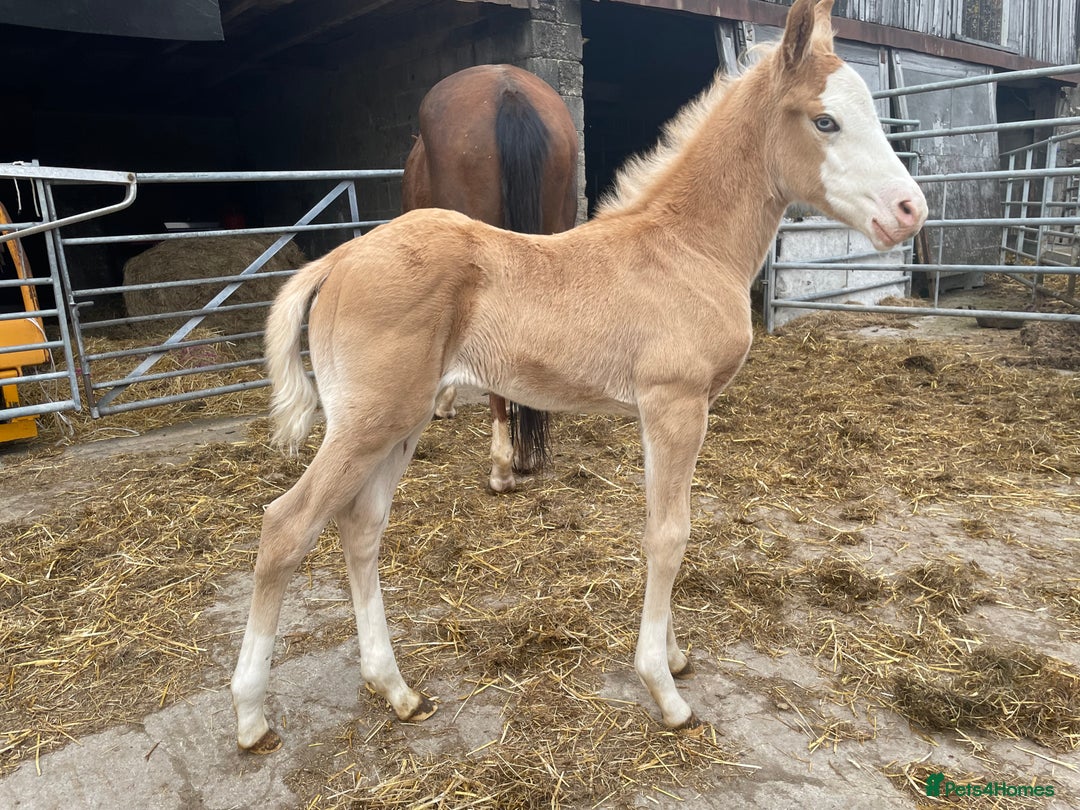 American Quarter horses for sale: GI Wimpys lil Crome  - Image 1