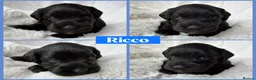 Miniature Schnauzer dogs for sale: BVA/MAC TESTED CLEAR - KC REG 2 BLACK GIRLS - Advert 10