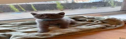 British Shorthair cats for sale: Adorable Purebred British Shorthair Kittens - 9wks - Advert 18