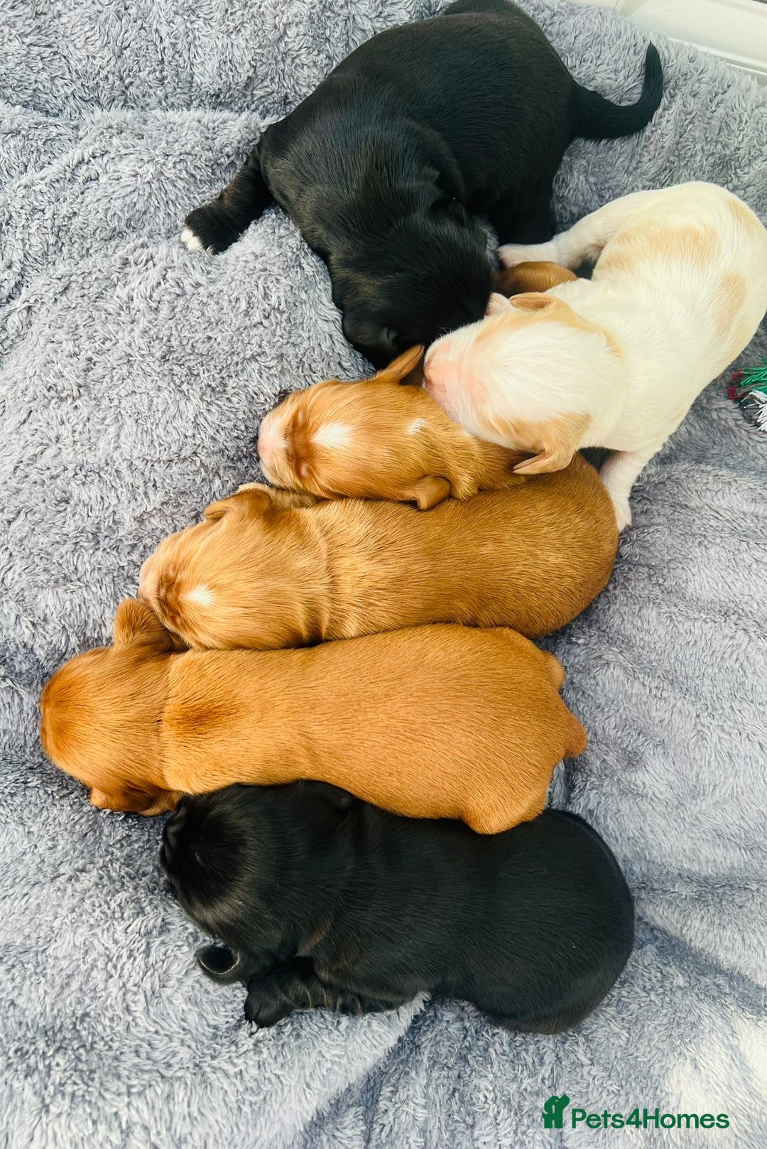 Cocker Spaniel dogs for sale: Show Type Cocker Spaniels. - Advert 6