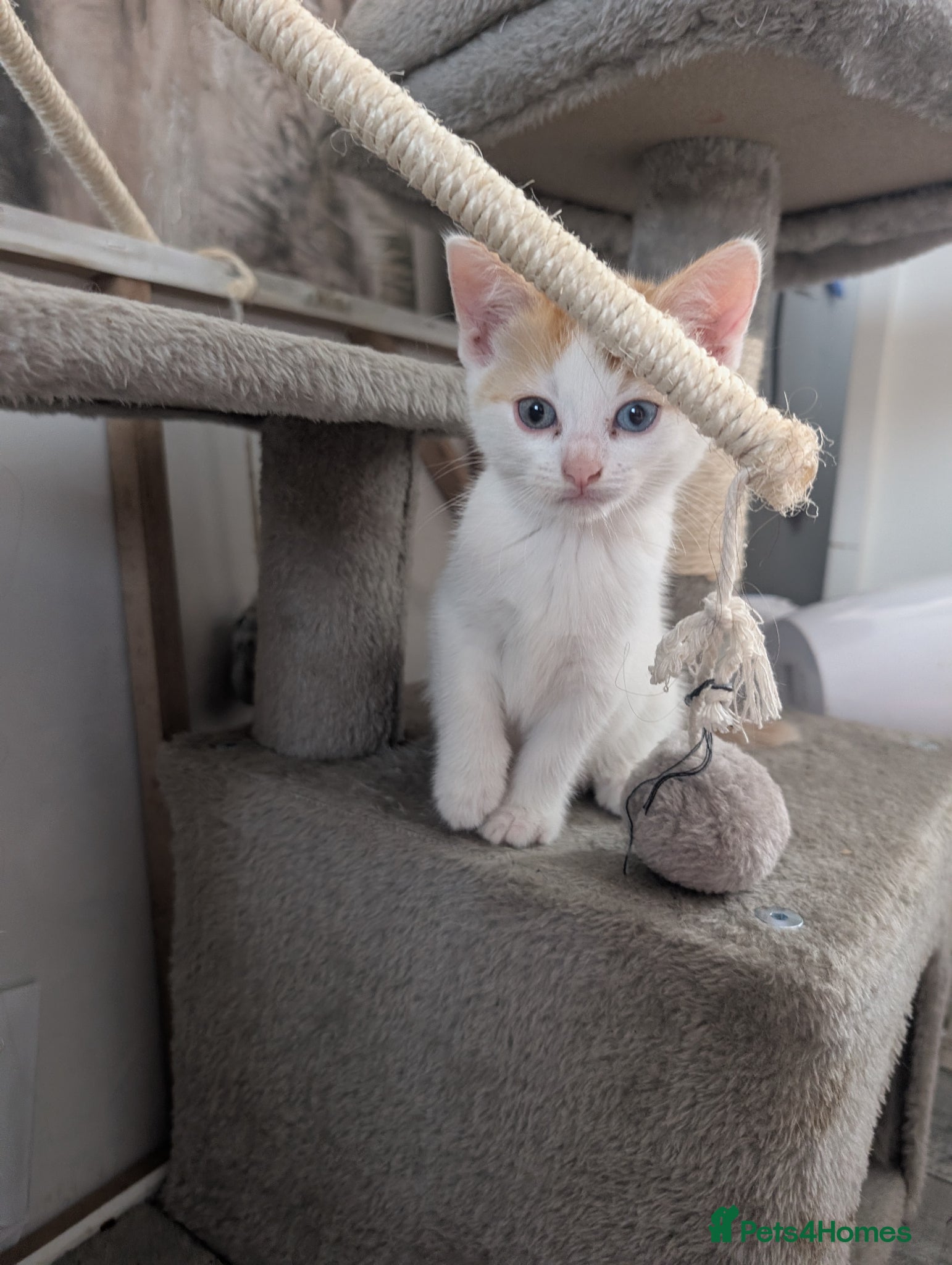 Mixed Breed cats Gorgeous kittens available  - Advert 3