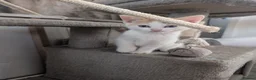 Mixed Breed cats for sale: Gorgeous kittens available  - Advert 1