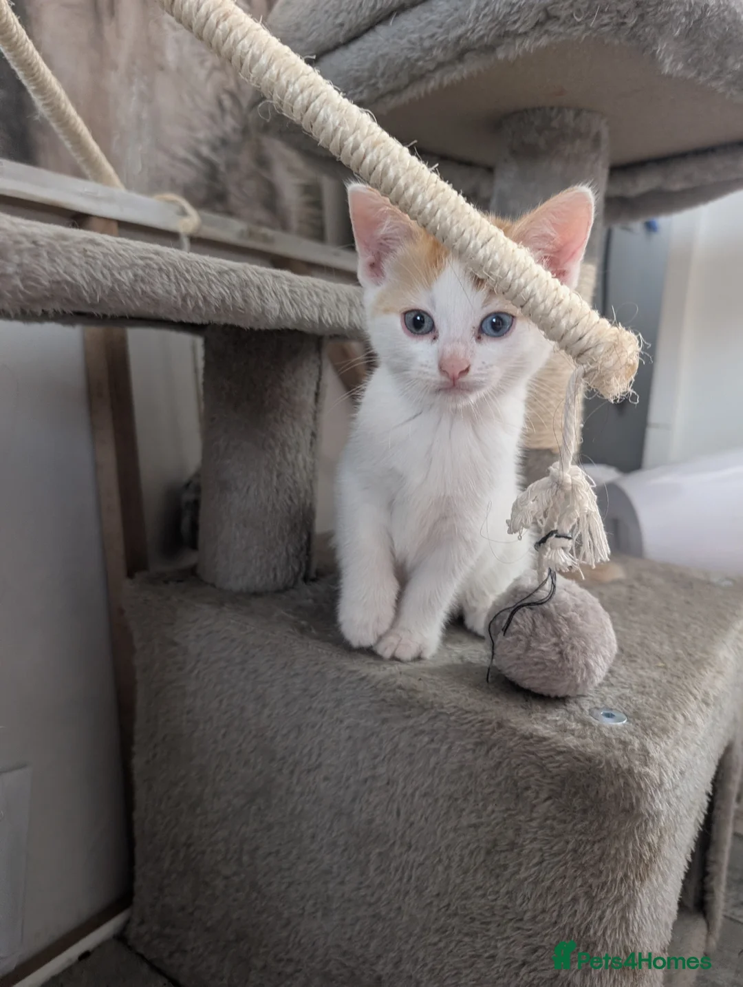 Mixed Breed cats for sale: Gorgeous kittens available  - Advert 1
