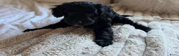 Mixed Breed dogs for sale: Miniature Poodle X French Bulldog Puppies - Advert 26