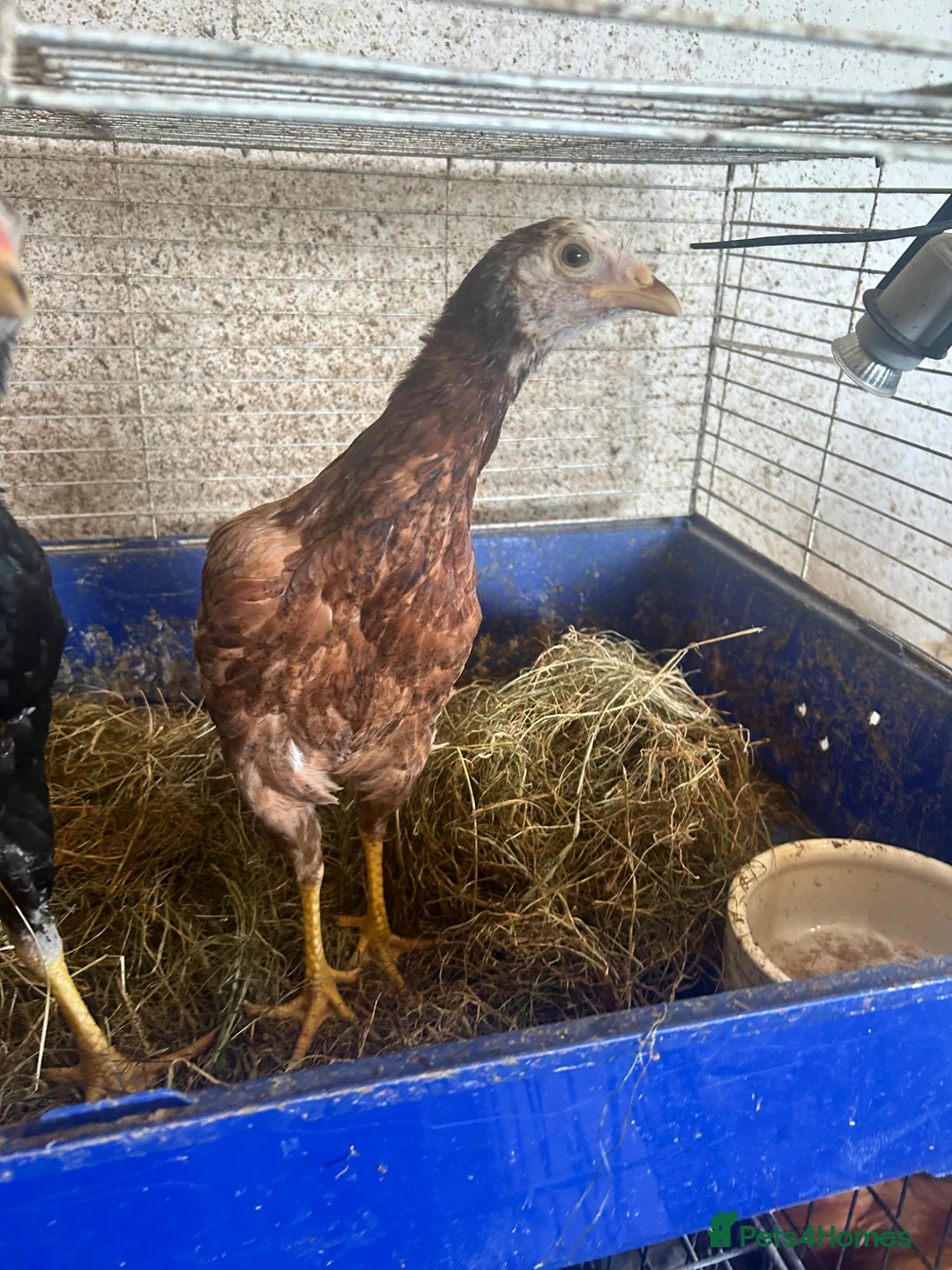 Chickens poultry for sale: Asil pullets born end of January  - Advert 3