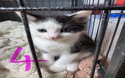 Mixed Breed cats for sale: 6 kittens for sale  - Image 4