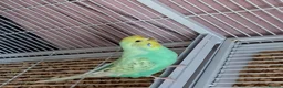 Budgerigars birds for sale: Male and Female budgies in Shrewsbury - Advert 5