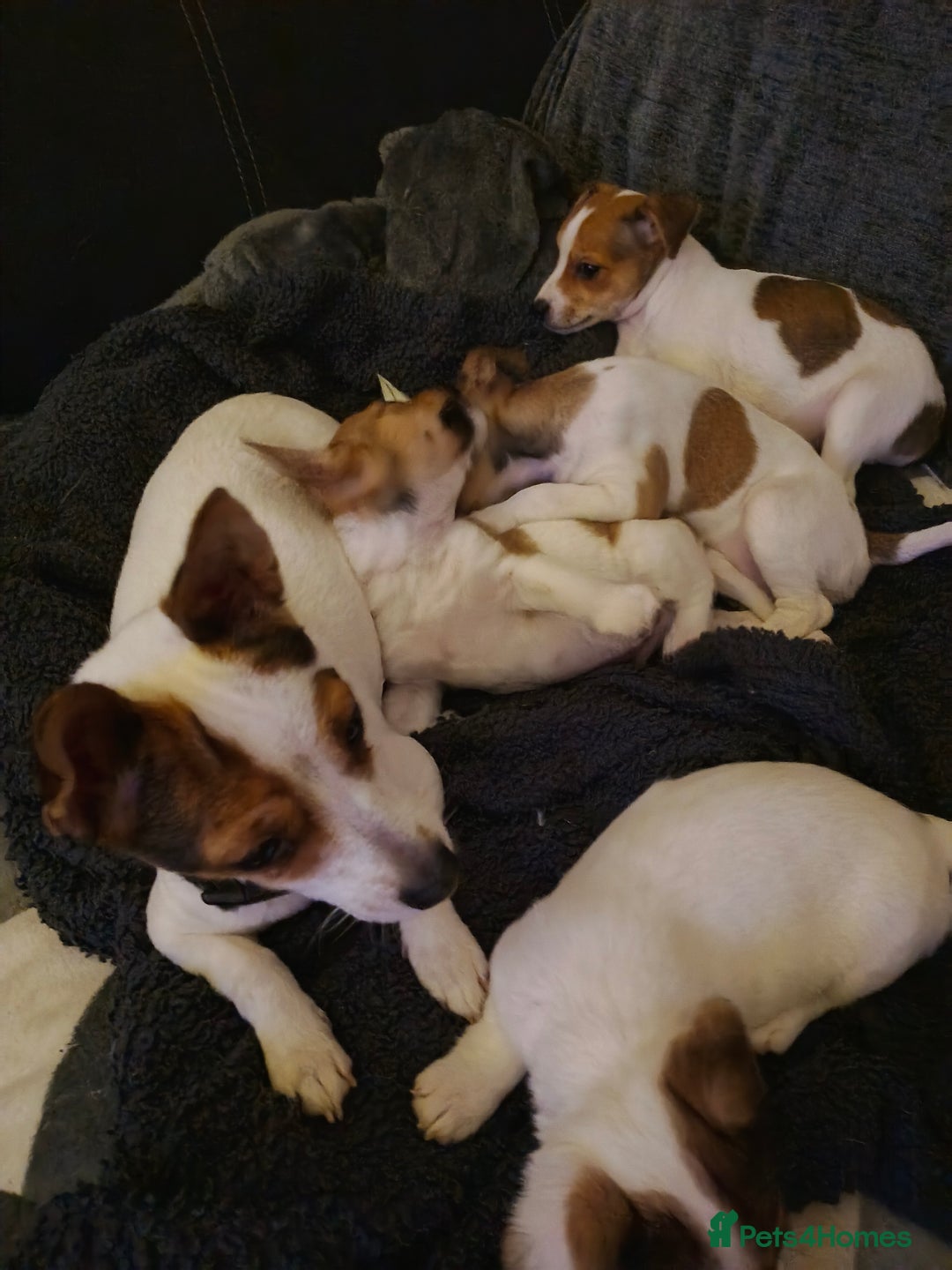 Patterjack dogs for sale: Patterjack Puppies for Sale - Advert 6