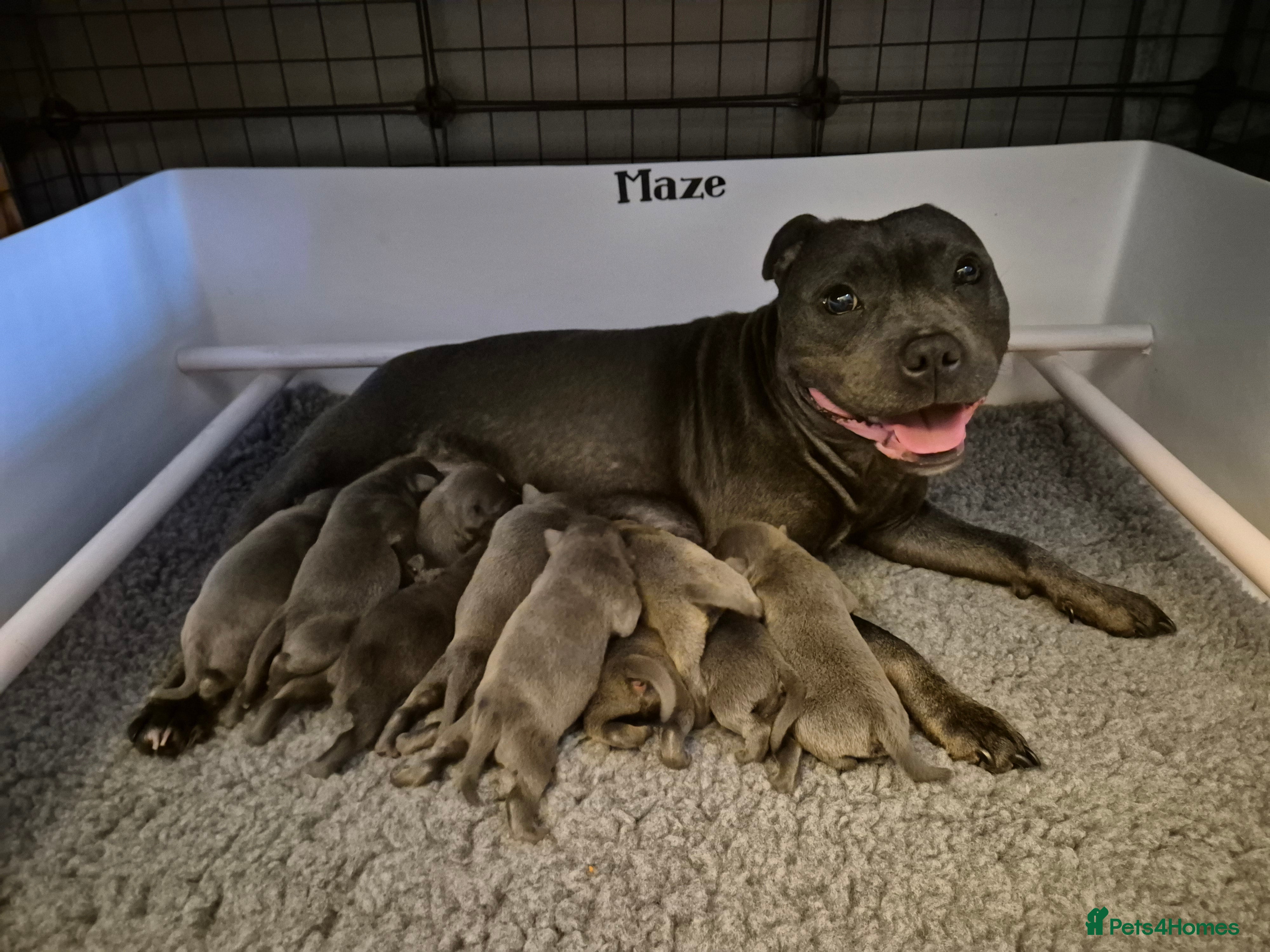 Bull Arab X Kelpie X Red Heeler Bull Arab X Red Cattle Dog Bull