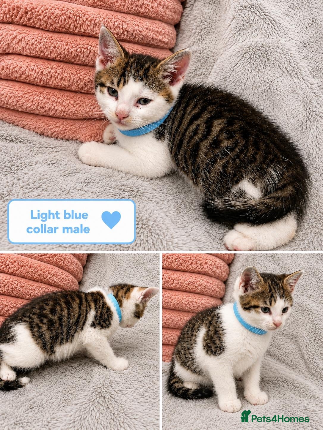Mixed Breed cats Adorable Tabby x British Ready Insured 3 left - Advert 1